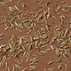 Caraway