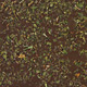 Organic Mint Leaves