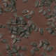 Black Sesame